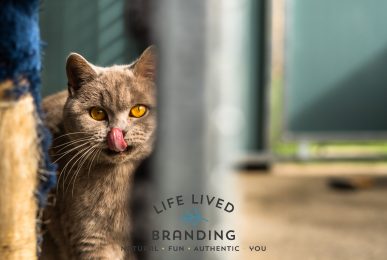 small_business_photography_lincoln